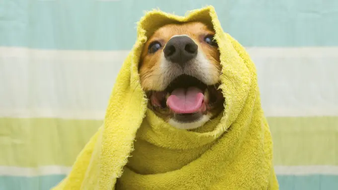 Tips Memandikan Anjing yang Benar