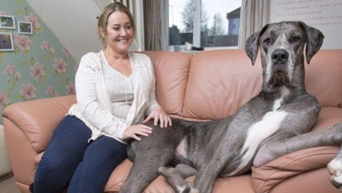 Perkenalkan Freddy Anjing Paling Besar Di Dunia Lifestyle Fimela Com