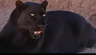 Macan Kumbang Mangsa Ternak dan Masuk Rumah Warga Batang