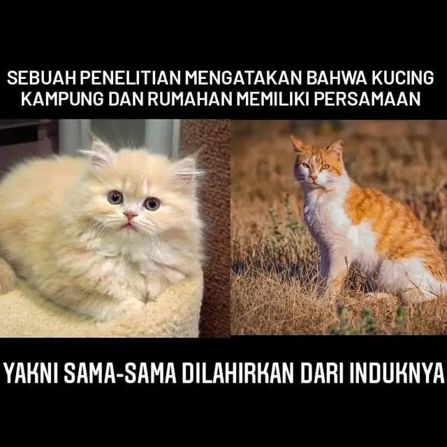 6 Meme Tentang Fakta Nyeneleh Ini Bikin Tepuk Jidat