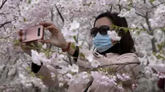 Seorang wanita yang mengenakan masker mengambil gambar bunga sakura di Taman Yuyuantan, Beijing, China, Kamis (26/3/2020). Bunga sakura bermekaran memikat warga untuk keluar rumah dari yang sebelumnya membatasi diri karena pandemi virus corona COVID-19. (AP Photo/Ng Han Guan)