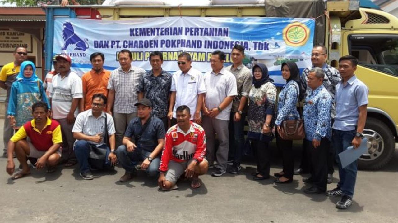 Kementerian Pertanian menggandeng PT Charoen Pokphand Indonesia dalam menjalankan program jagung untuk peternak ayam petelur. (Dian Kurniawan/Liputan6.com)