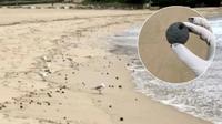 Ratusan benda misterius berbentuk bola seukuran bola golf hingga bola kriket terlihat berserakan di sepanjang pasir pantai di Sydney Australia. (Facebook/RandwickCityCouncil)