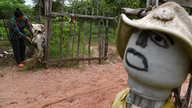 Petani Kamboja Tangkal Covid-19 dengan Dirikan Orang-orangan Sawah