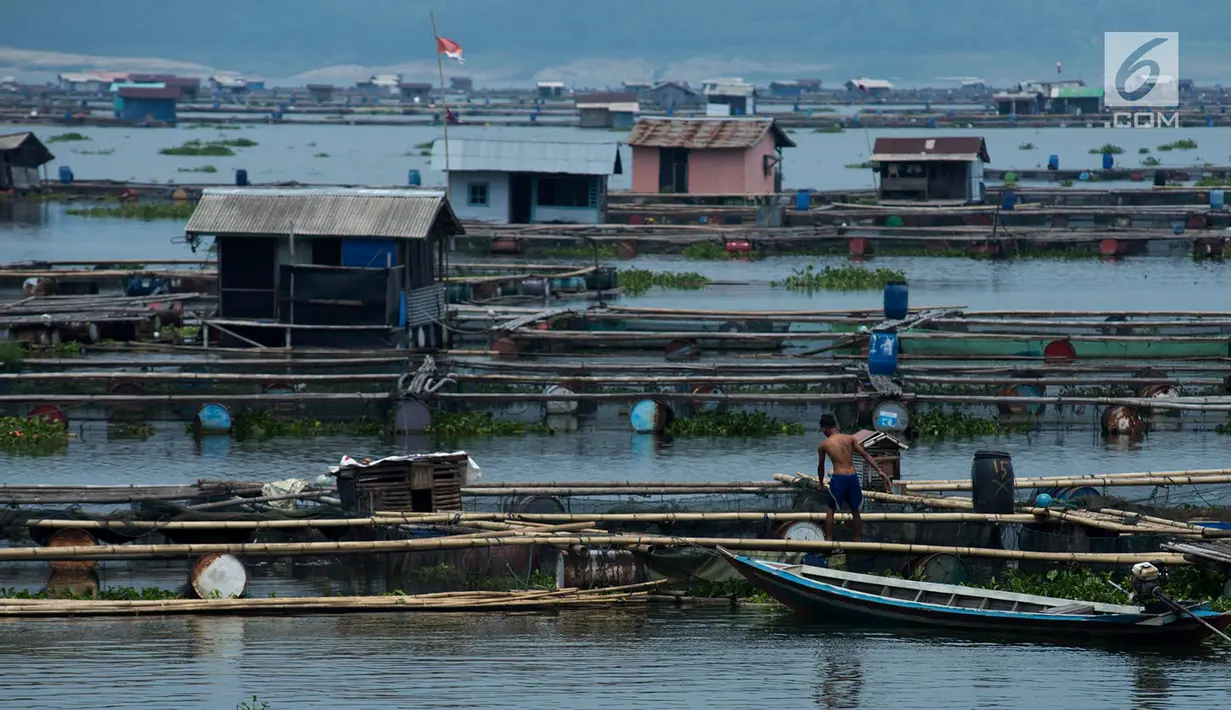 Suasana di Desa Panyinangan Kecamatan Sukatani, Waduk Jatiluhur, Purwakarta, Jawa Barat, (9/2). Petani merasa tidak berani untuk menabur benih ikan air tawar seperti bujaer, ikan mas dikarenakan curah hujan yang tinggi. (Merdeka.com/Imam Buhori)