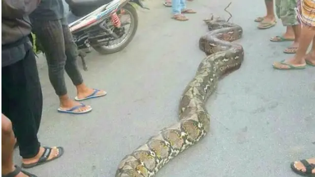 Pelarian Ular Piton di Bau-Bau Berakhir di Lubang Batu