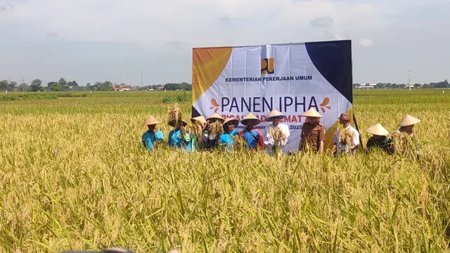 Panen Hasil IPHA di Indramayu, Menteri PU Dody Hanggodo: Produksi Padi Naik