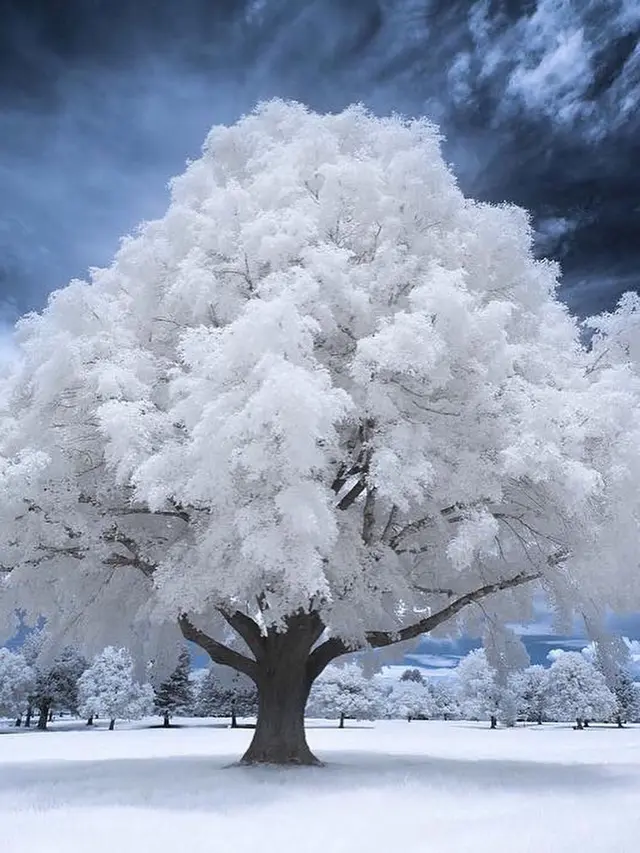 Hasil Foto Unik Infrared Photography (sumber: Instagaram/@earthfervor)