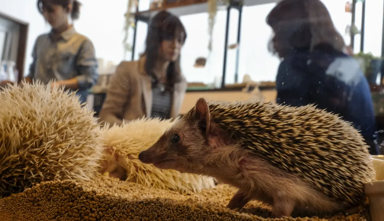 Seekor landak berada dalam kandangnya di kafe landak, Tokyo, Jepang, 5 April 2016. Di kafe ini, sekitar 20-30 landak disimpan di sebuah akuarium kecil agar dapat dipegang oleh pelanggan. (REUTERS/Thomas Peter)