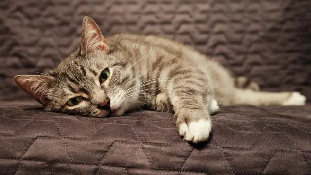 Kucing Mendadak Malas Main, 5 Hal Ini Bisa Jadi Penyebabnya