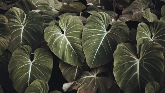Philodendron
