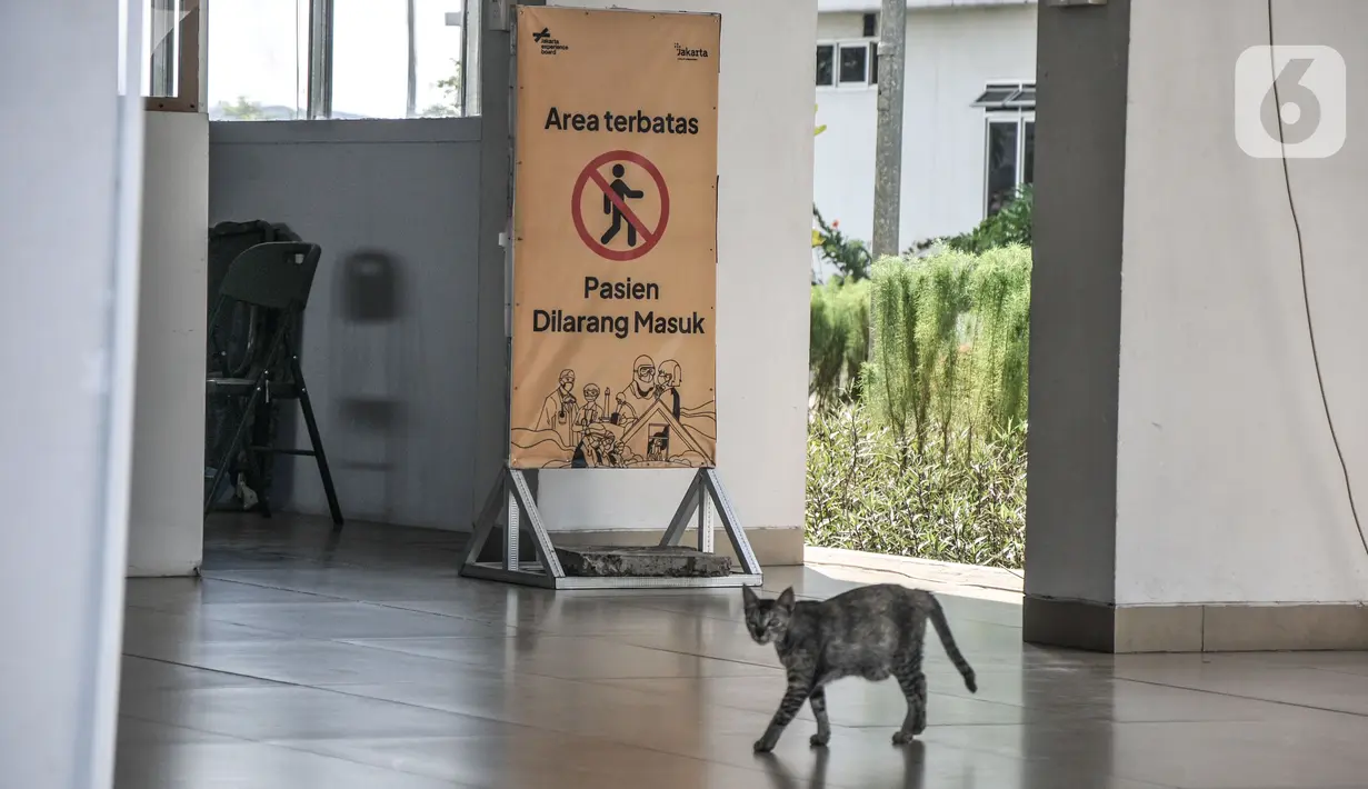 Seekor kucing terlihat di tempat isolasi terpusat Rusun Nagrak Cilincing pasca ditutup sementara, Rabu (1/9/2021). Sejak beroperasi pada 18 Juni, Rusun Nagrak telah merawat 9.419 pasien Covid-19 tanpa gejala dan gejala ringan, semuanya juga sembuh. (merdeka.com/Iqbal S. Nugroho)