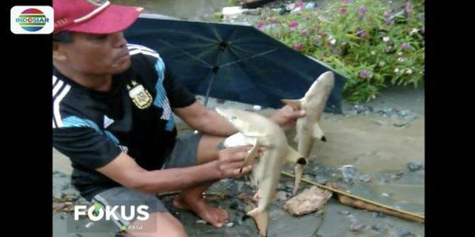 Viral, Warga Temukan 4 Ekor Hiu Usai Banjir Bandang Sentani