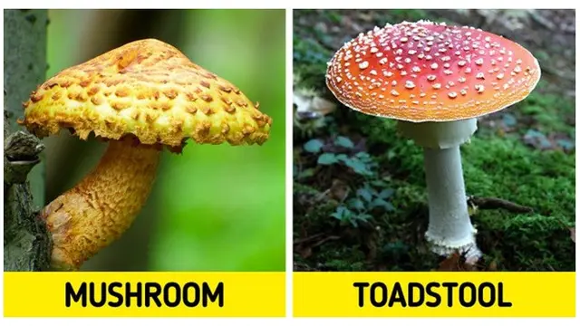 Serupa Tapi Tak Sama, 9 Makanan Ini Sering Disalahartikan