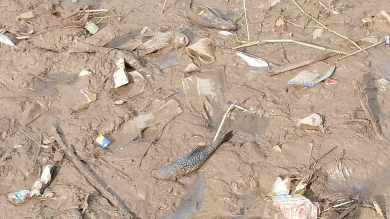 Ikan yang mabok di aliran Sungai Cisadane (Istimewa)