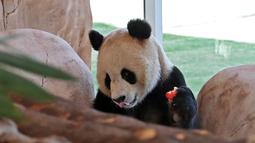 Seekor panda raksasa China difoto di dalam kandang di Rumah Panda di Al Khor Park, dekat Doha, Qatar, Rabu (19/10/2022). Mereka akan tinggal di kandang dalam ruangan yang dirancang untuk menduplikasi kondisi di hutan lebat provinsi pegunungan Sichuan di China. (Photo by DENOUR / AFP)