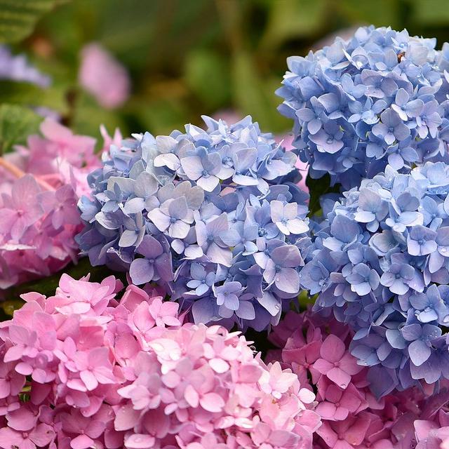 5 Fakta Unik Hydrangea Flower Bunga Yang Warnanya Bisa Diatur