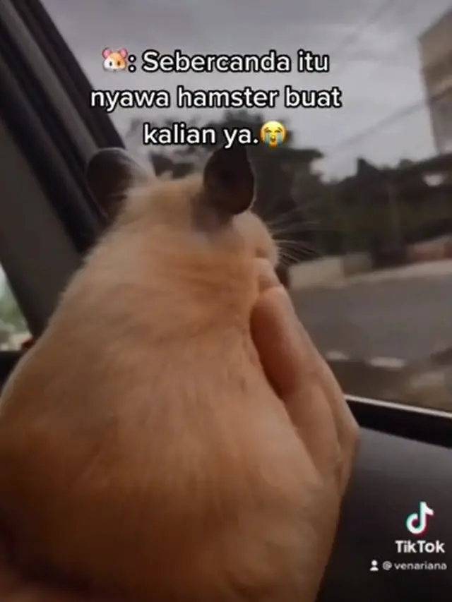 Cerita Unggahan Hamster Dijual Online Berujung Mati karena Dikirim Melalui Ekspedisi