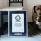 Bobi si anjing tertua di dunia (Dok.&nbsp;Guinness World Records)