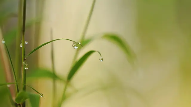 Ilustrasi bambu air