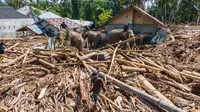 Kemenhut: Warga Bisa Manfaatkan Kayu Gelondongan yang Terbawa Banjir Sumatera