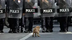 Seekor anjing jongkok saat polisi antihuru-hara dengan perlengkapan lengkap menghalangi pengunjuk rasa yang berbaris menuju tempat KTT APEC di Bangkok, Thailand, Jumat (18/11/2022). KTT APEC yang berlangsung pada tanggal 18-19 November 2022 diwarnai aksi unjuk rasa. (AP Photo/Wason Wanichakorn)