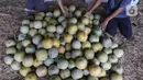 Pedagang merapikan buah melon di pasar induk Kramat Jati, blok buah di Jakarta, Minggu (2/2/2020). Pemerintah berupaya melakukan peningkatan produksi buah-buahan dalam negeri dan diharapkan tidak hanya dilakukan untuk mendongkrak ekspor. (Liputan6.com/Herman Zakharia)