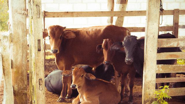 Diary Fimela: Kisah Rumini, Tinggalkan Karier Cemerlang Demi Menjadi Peternak Sapi