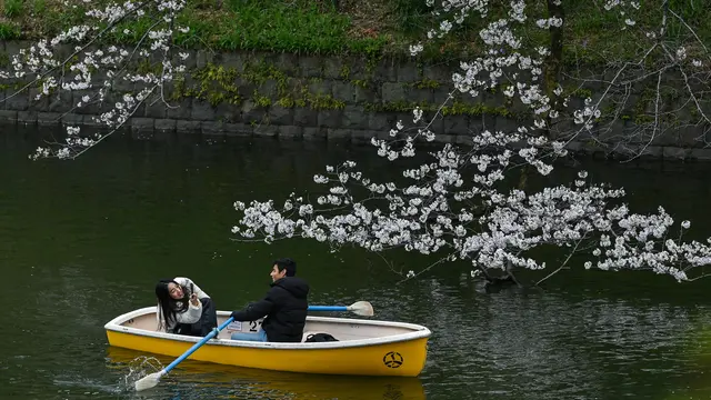 Potret Semarak Musim Sakura di Tokyo Jepang, Turis Asing dan Warlok Berebut Momen Indah