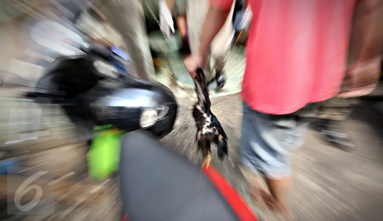 Petugas bersiap menyembelih ayam saat operasi penertiban unggas di bantaran Kali Ciliwung, Senen, Jakarta, Rabu (18/11). Penertiban dilakukan untuk mencegah penyebaran virus flu burung. (Liputan6.com/Immanuel Antonius)
