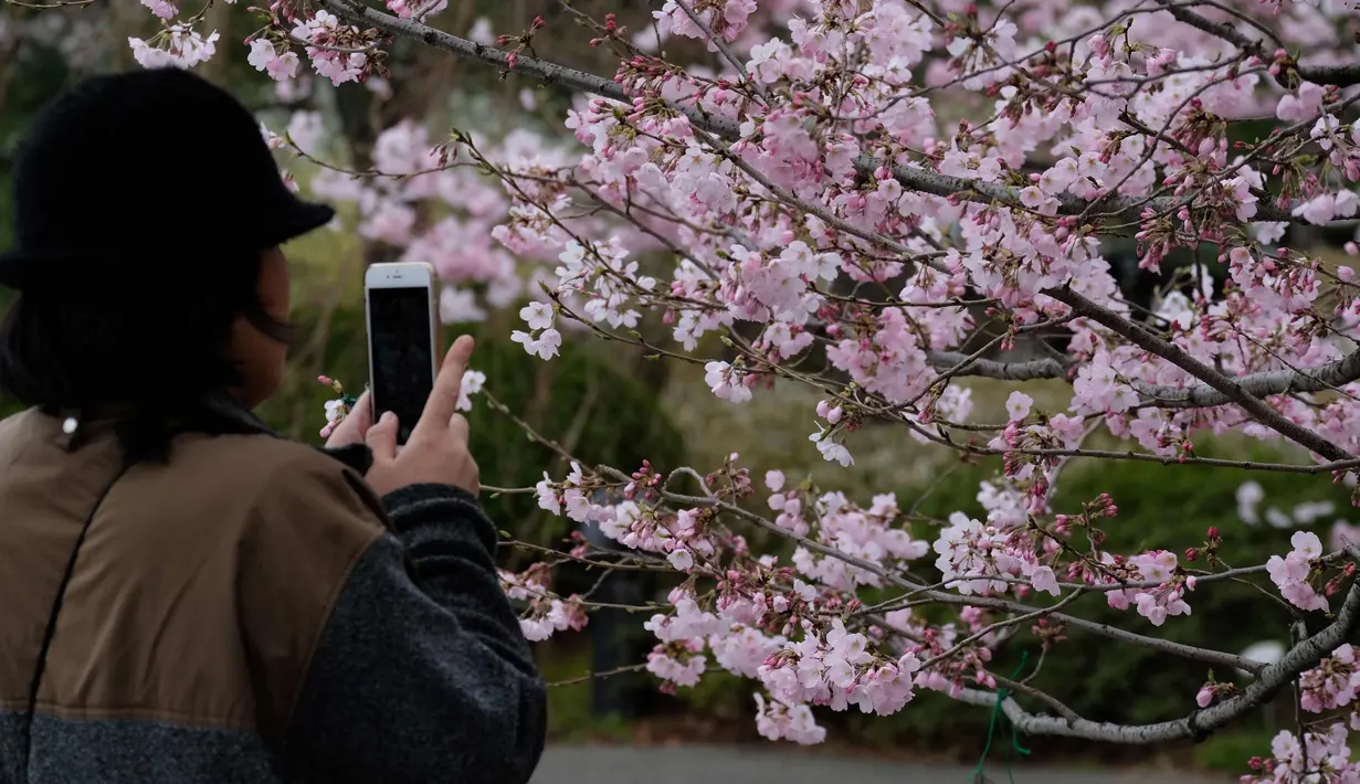 Seorang wanita mengabadikan bunga sakura  di Tokyo, Jepang (19/3). Bunga Sakura mekar pada akhir Maret hingga akhir Juni. Mekarnya bunga nasional Jepang ini menandai dimulainya musim semi. (Liputan6.com/Kazuhiro Nogi)