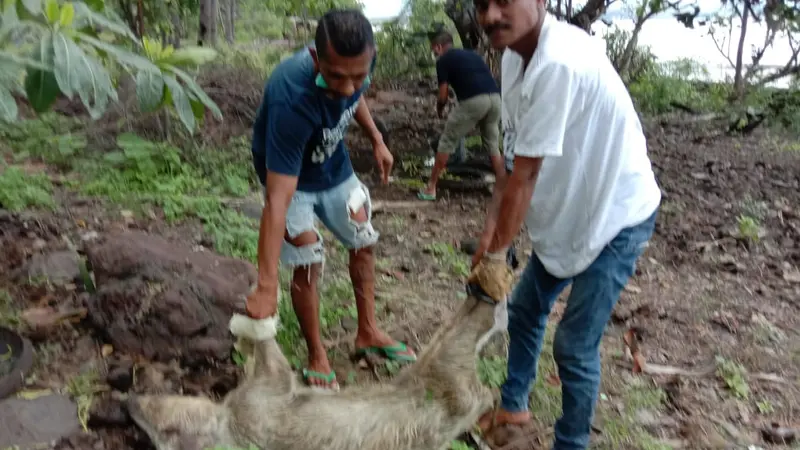 Ratusan ternak milik warga korban erupsi Gunung Api Ili Lewotolok mati dan akan dikuburkan. (Liputan6.com/Dionisius Wilibardus)