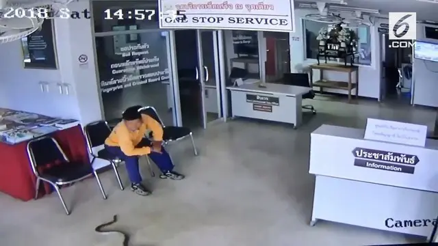 Secara tiba-tiba, ular langsung menyerang seorang pengunjung yang sedang menunggu di kantor polisi.