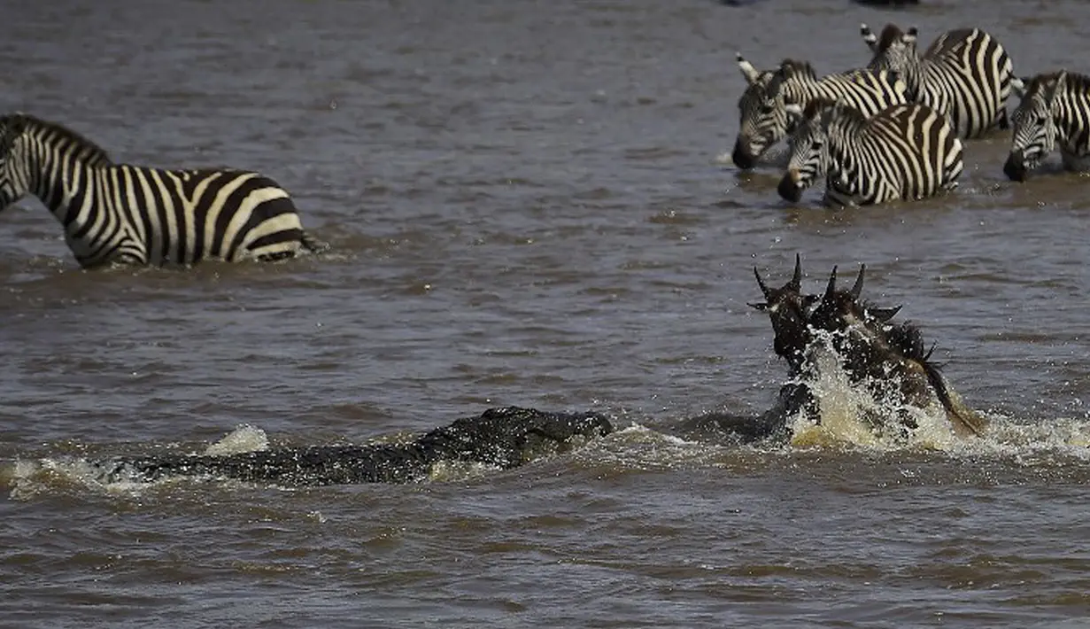 Dua ekor Wildebeest  berusaha menghindari buaya saat menyebrang sungai di Masai Mara, Kenya (1/9/2015). Ratusan Wildebeest  melakukan migrasi dari Serengeti ke Masai Mara untuk menemukan padang rumput baru. (AFP Photo/Carl De Souza)
