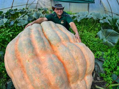 Oliver Langheim menunjukkan labu miliknya di dalam rumah kaca di Fuerstenwalde, Jerman, Kamis (21/9). Labu raksasa ini memiliki bobot sekitar 550 kilogram. (AFP PHOTO / Patrick Pleul)