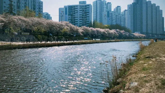 4 Destinasi Wisata yang Wajib Dikunjungi di Korea Selatan