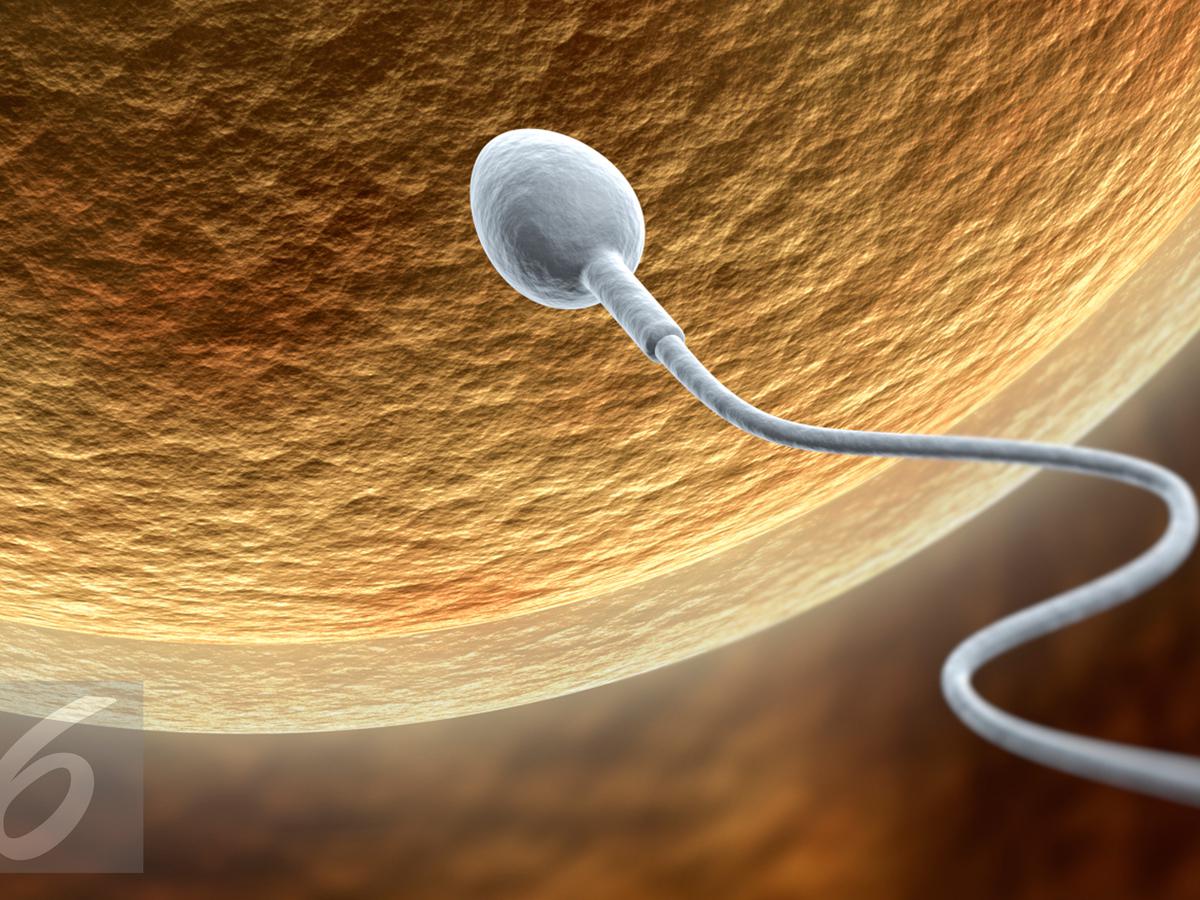 Sperma disalurkan keluar tubuh melalui