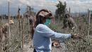Seorang wanita memetik cabai yang diselimuti abu vulkanis pascaerupsi Gunung Sinabung di Karo, Sumatra Utara, Senin (10/8/2020). Gunung Sinabung meletus dengan tinggi kolom abu mencapai 5.000 meter di atas puncak gunung atau sekitar 7.460 mdpl. (Xinhua/Alberth Damanik)
