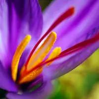 Bunga Saffron (Foto: Unsplash)