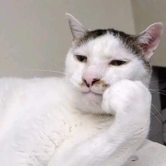 6 Potret Kucing Bergaya Seperti Model Ini Menggemaskan, Lucu Pol