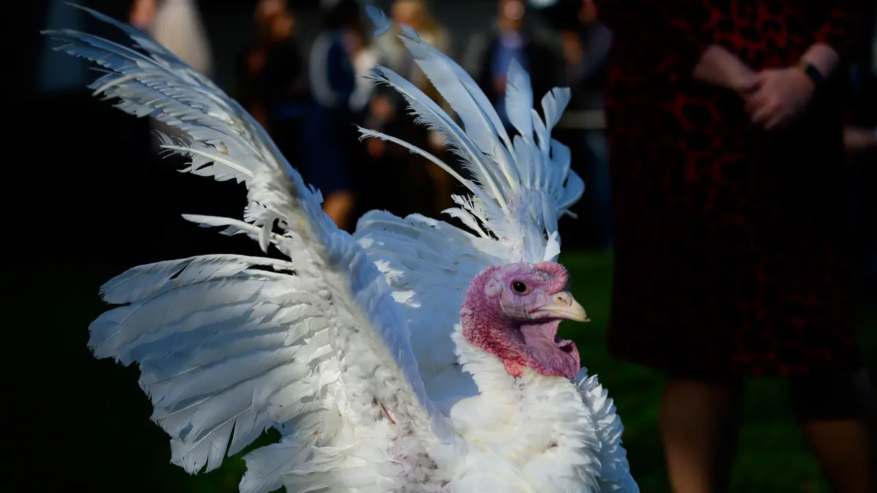 Ampuni Kalkun dari Ritual Thanksgiving