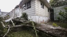 Sebuah pohon tergeletak di tanah setelah tumbang dan menimpa sebuah rumah di Auckland, Selandia Baru, Selasa (14/2/2023). Menteri Manajemen Darurat, Kieran McAnulty mengatakan, badai  badai topan Gabrielle itu berdampak besar di sebagian besar Pulau Utara, Selandia Baru. (Jason Oxenham/New Zealand Herald via AP)