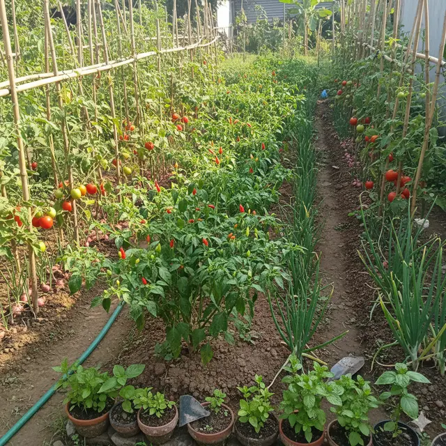 Ide Kebun Cabai Rawit Hemat Biaya (Foto: Gemini AI)