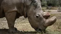 Satu-satunya pejantan dari tiga badak putih terakhir di dunia bernama Sudan memakan rumput di Laikipia, Kenya, 3 Mei 2017. Kematian Sudan membuat kalangan pejantan badak putih resmi punah. (AP Photo)