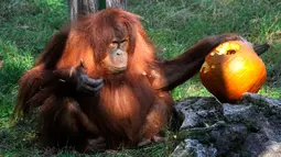 Orangutan mengamati buah labu yang diukir, beberapa hari sebelum perayaan Halloween, di kebun binatang Budapest, Hungaria, 28 Oktober 2017. (Attila Kovacs / MTI via AP)