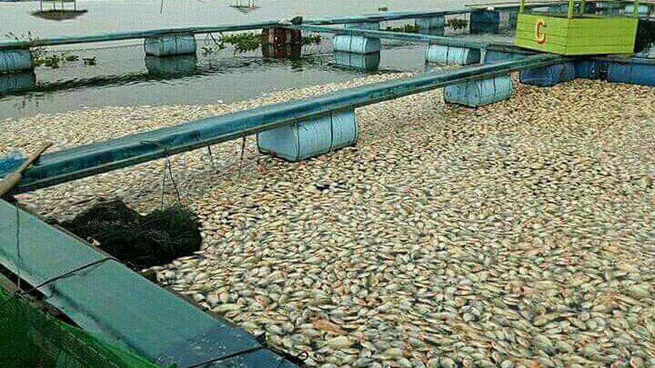 Ikan mati mendadak