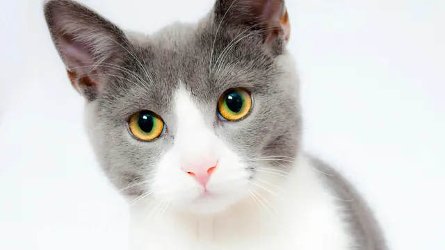 Mitos atau Fakta: Kucing Tidak Suka Minum? Fakta Penting untuk Pemilik Anabul