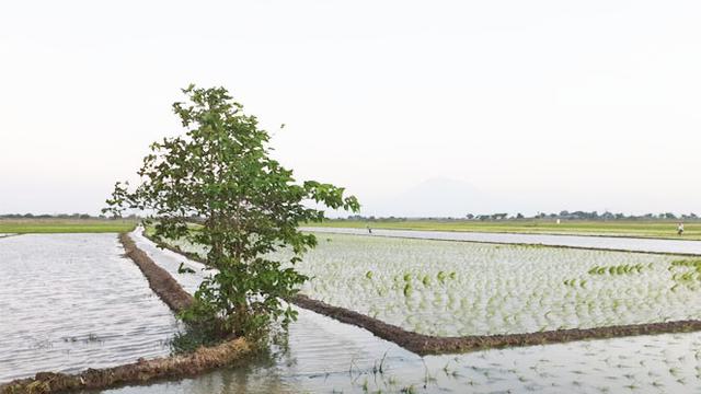 Kreativitas Petani Indramayu Ciptakan Sodetan Sungai Atasi Kekeringan