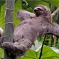 Sloth| Via: pulptastic.com