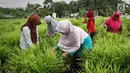 Aktivitas anggota KWT Mekar Wangi binaan program DMPA yang diinisiasi APP Sinarmas saat merawat tanaman jahe merah di Tanjung Jabung Barat, Jambi, Jumat (4/5). (Liputan6.com/Angga Yuniar)